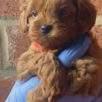 Korean teacup Maltipoo rare red