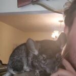 Adolescent Male Chinchillas for sale
