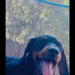 DOBERMAN