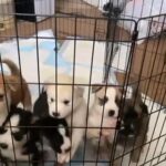 Husky Puppies for sale