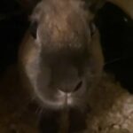Sweet Bunny