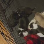 Pitsky - Dad is full siberian husky mom is full american pittbull