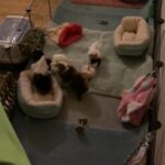 Guinea Pig Family