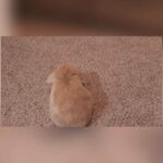 Reserving Pure Bred, Pedigree Holland Lop bunnies