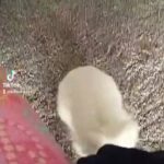 Adorable Rabbit for adoption!