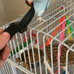 Beautiful lovable super friendly 1 year old parrot