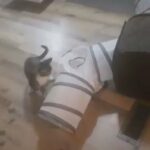 Young Cat Free to Good Home!