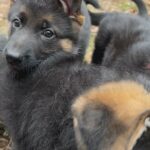 Highest Bloodline German Shepherd Puppies