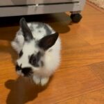 3 month old bunnies