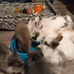 Litter trained lionhead bunnies