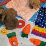 9-Week Old Female Chocolate Brown Miniature Bunny (Hazel)