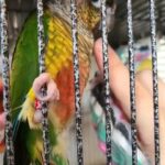 Kiwi, Green Cheek Conure with cage, food, and toys in New Windsor, New York