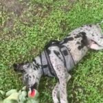 Rehoming 5-months Great Dane in Spring Hill, Florida