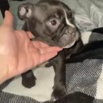 Male Puppy in Sacramento, California