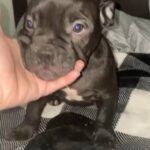 Male Puppy in Sacramento, California