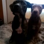 pitbull puppies for sale in Roanoke Rapids, North Carolina