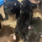 American Exotic Bully Puppies in Sacramento, California