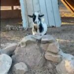Nigerian dwarf 8 month old goat in Florence, Arizona