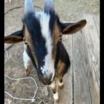Nigerian dwarf 8 month old goat in Florence, Arizona