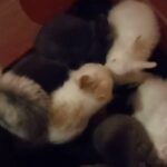 Litter trained lionhead bunnies in Arizona City, Arizona