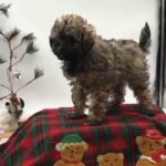 Hi I'm Snickers in Mundelein, Illinois