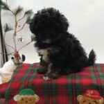 Hi I'm Teeny in Mundelein, Illinois