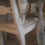 Young Cat Free to Good Home! in Arizona City, Arizona