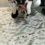Gismo 8 week old full blooded Akita in Hamilton, Ohio