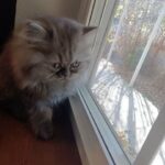 persian kitten in Bend, Oregon
