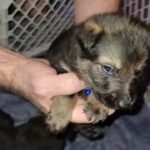 Czech gsd/ddr german shepherd in Wichita, Kansas