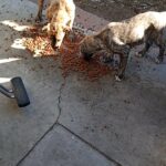 brindle pitbulls in Loma Linda, California