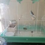 2 Budgies for sale in North Plainfield, New Jersey