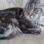 Pure Breed Maincoon in Seattle, Washington