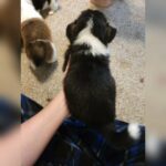Female AKC Pembroke Welsh Corgi puppy in Florence, Kentucky