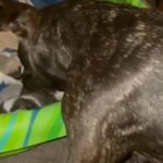 Bulldog Mixed Puppies Rehoming in Jacksonville, Florida