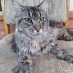 rehoming mainecoon cat in Washington, District of Columbia