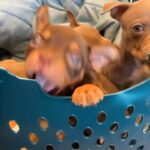 Bully pups in Arizona City, Arizona