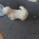 Maltipoo 12 weeks in Arizona City, Arizona