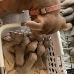 14 Pitbull Puppies in Arizona City, Arizona