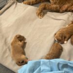 Cavapoo puppies for sale in Arizona City, Arizona