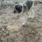 Sweetest snow boy 6 months old potty trained in Arizona City, Arizona