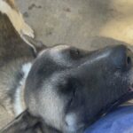 American Akita in Arizona City, Arizona