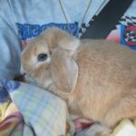 Young Rabbit for SALE! in Arizona City, Arizona