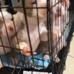 Puppies in Hollywood, Florida
