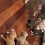 American Bully Puppies in Arizona City, Arizona