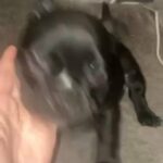 Female Puppy in Sacramento, California