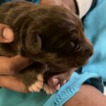 Puppies For Sale $200 in Santa Rosa, California