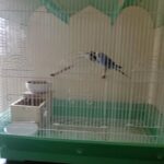 2 budgies, nest, cage, branches in North Plainfield, New Jersey