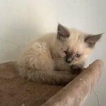 Fluffy Cat in St. Paul, Minnesota