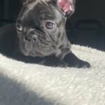 Akc French Bulldog in Philadelphia, Pennsylvania